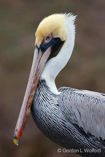 Drooling Pelican_37769.jpg - Brown Pelican (Pelecanus occidentalis)Photographed along the Gulf coast near Port Lavaca, Texas, USA.